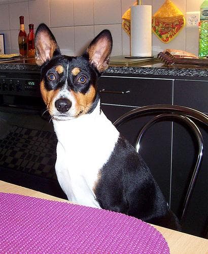 Alimentos tóxicos para perros: lista completa de lo que no pueden comer (2026)