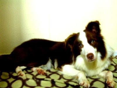 Border Collie: la raza más inteligente del mundo y sus altas necesidades