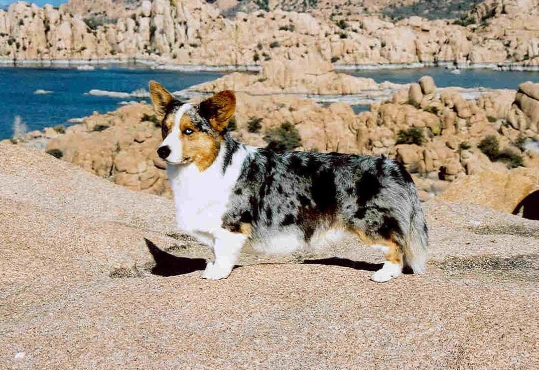 Los grandes mitos de la nutrición canina desmentidos por veterinarios