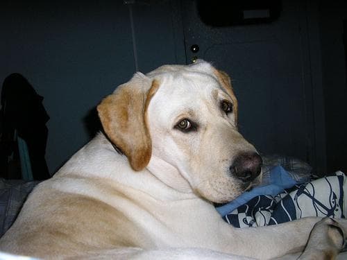 Labrador Retriever: carácter, diferencias con el Golden y cuidados esenciales