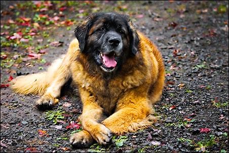 Hernia discal en perros (IVDD): síntomas, diagnóstico y tratamiento