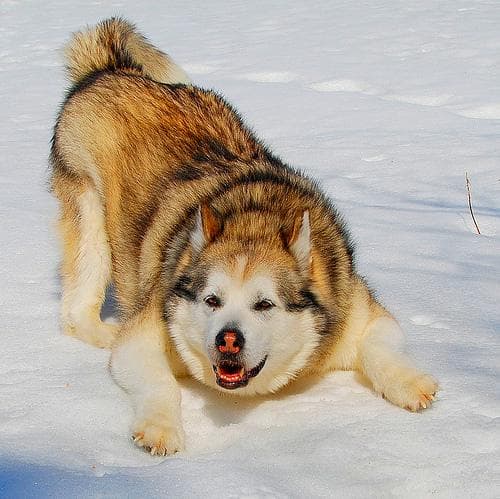 Cómo ayudar a tu perro con miedo a las tormentas
