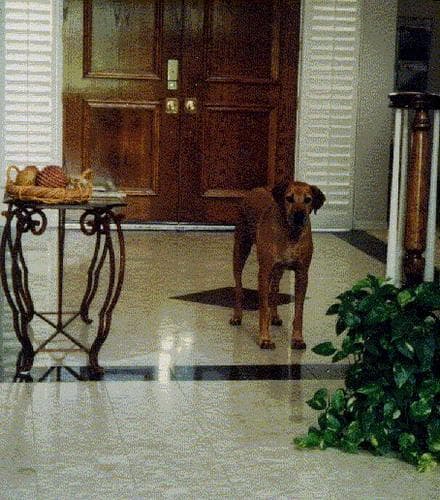 Aceite de salmón y omega-3 para perros: beneficios reales, dosis y cuándo vale la pena