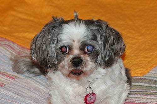 Shih Tzu: temperamento, cuidados de pelaje y salud