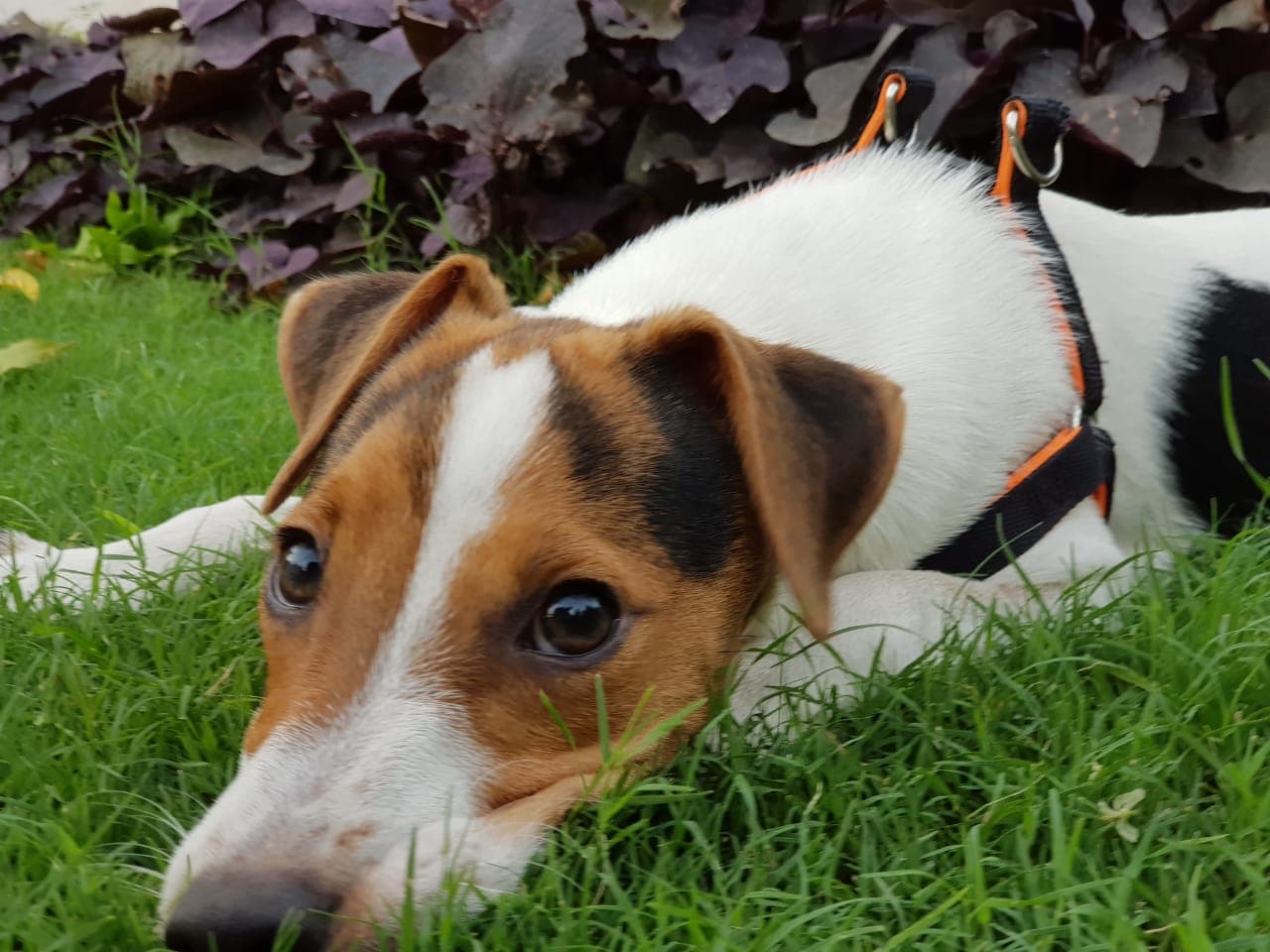 Glaucoma en perros: presión ocular elevada, síntomas, urgencia y tratamiento