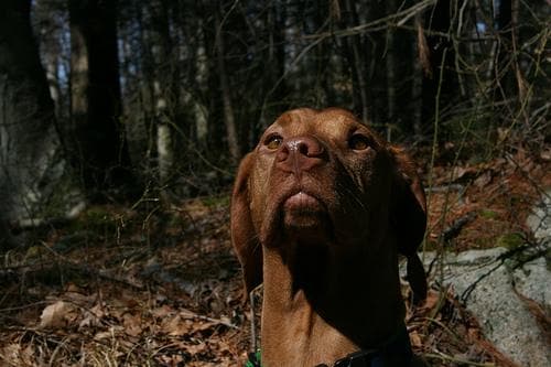 Bebederos automáticos y fuentes de agua para perros: guía de compra