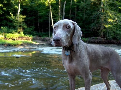 Hiperplasia prostática benigna en perros: síntomas, diagnóstico y tratamiento